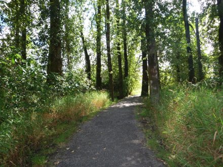 Wide gravel trail leads from the forest into an open area by the lake
